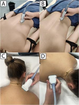 The effect of a 5-week therapeutic massage on erector spinae and upper trapezius muscle stiffness as determined by shear-wave elastography: a randomized controlled trial